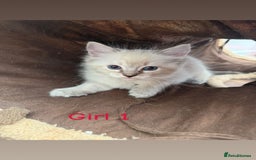 Ragdoll cats for sale: *STUNNING* litter of full ragdoll kittens  - Image 9