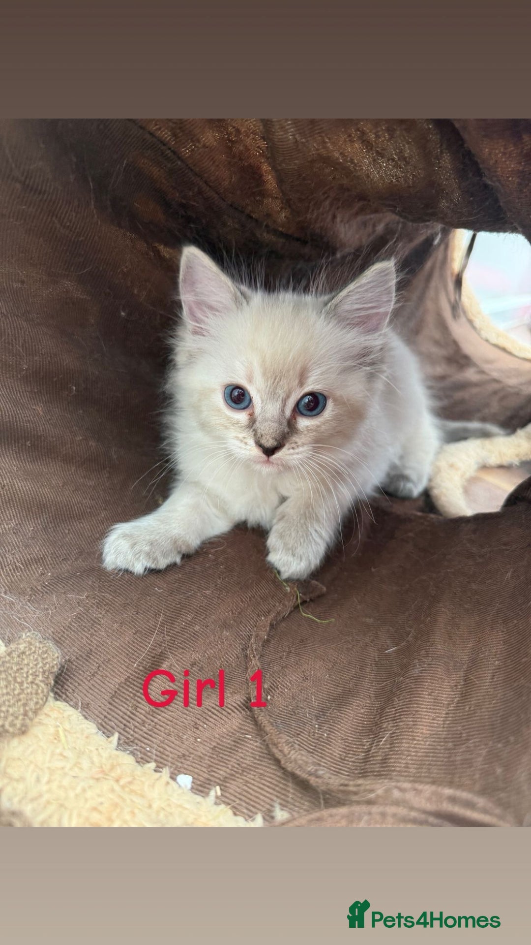 Ragdoll cats for sale: *STUNNING* litter of full ragdoll kittens  - Image 9