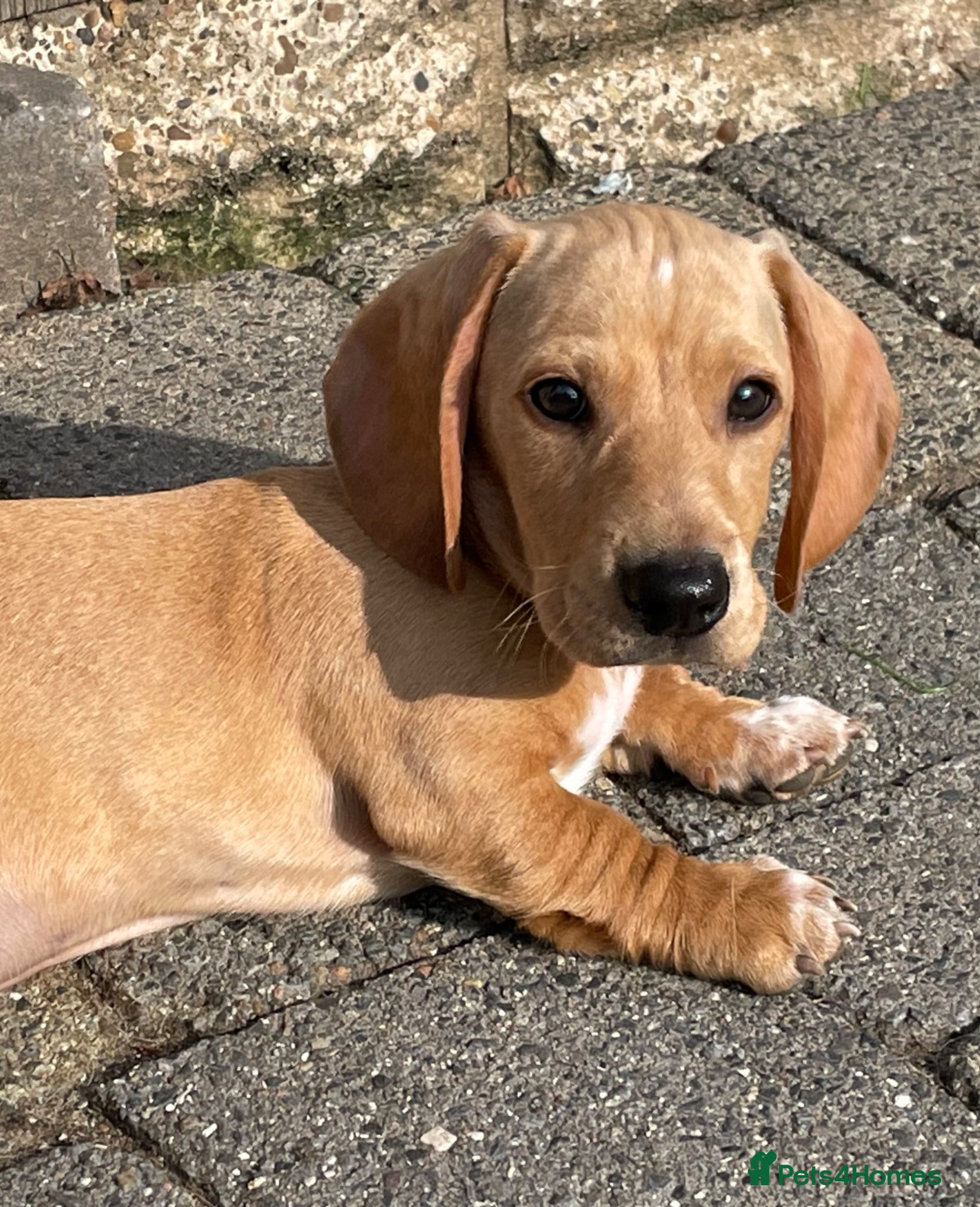 Miniature Dachshund dogs Ready now - KC Smooth Haired Miniature Dachshund - Advert 4