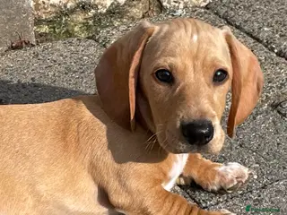 Miniature Dachshund dogs Ready now - KC Smooth Haired Miniature Dachshund - Advert 4