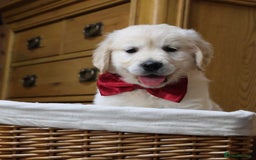 Golden Retriever dogs for sale: Out of DNA tested, kind & Champion bloodlines - Image 29
