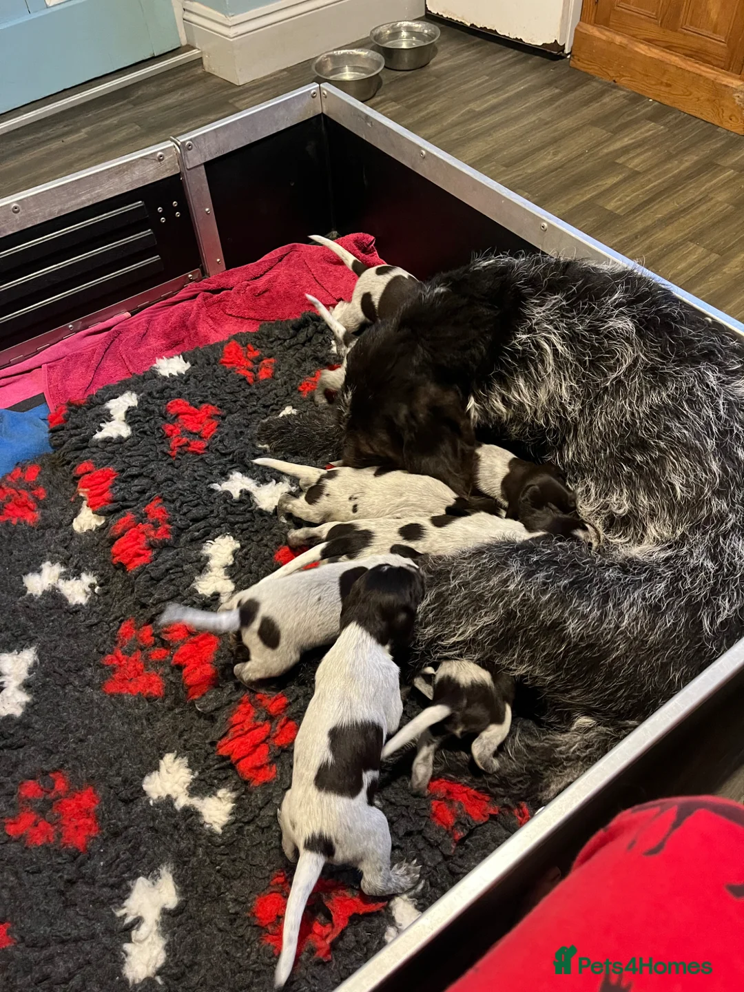 German Wirehaired Pointer dogs for sale: GWP puppies - Advert 1