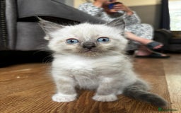 Ragdoll cats for sale: 8 gorgeous ragdoll kitten - Image 11