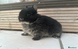 Netherland Dwarf rabbits for sale: Mixed Netherlands dwarf bunnies - Image 6