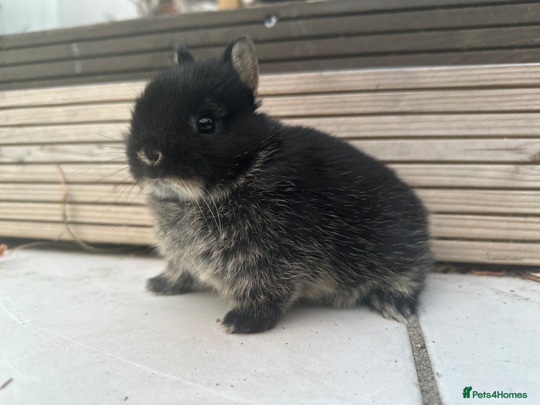 Netherland Dwarf rabbits for sale: Mixed Netherlands dwarf bunnies - Image 6