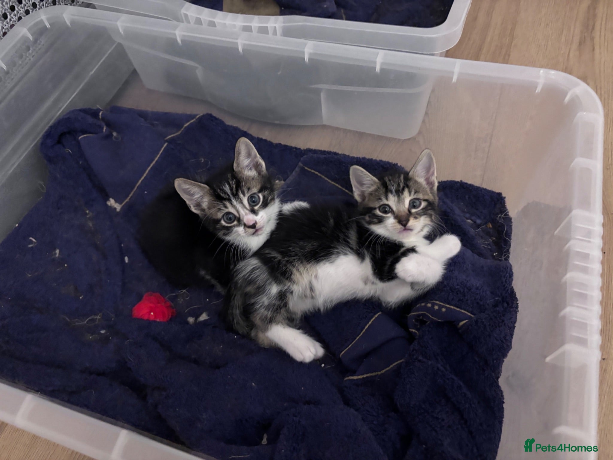 Mixed Breed cats Tabby kittens & black & white kittens  - Advert 2