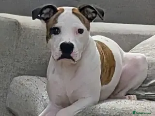 American Bulldog dogs Frank - Advert 9