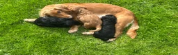 Cocker Spaniel dogs for sale: Stunning KC Reg Working Cocker spaniels 5* Homes - Advert 8