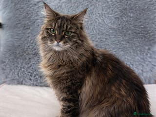Maine Coon cats Maine Coon Brown Tabby Female - Advert 2