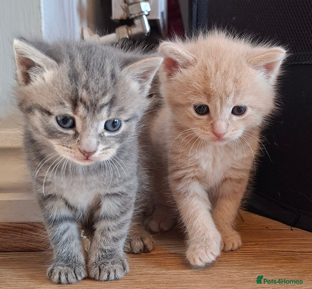 Mixed Breed cats for sale: Gorgeous boy ready for his new home - Image 6