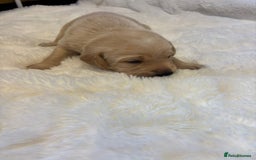 Labrador Retriever dogs for sale: KC REGISTERED DNA TESTED LABRADOR PUPPIES - Image 13