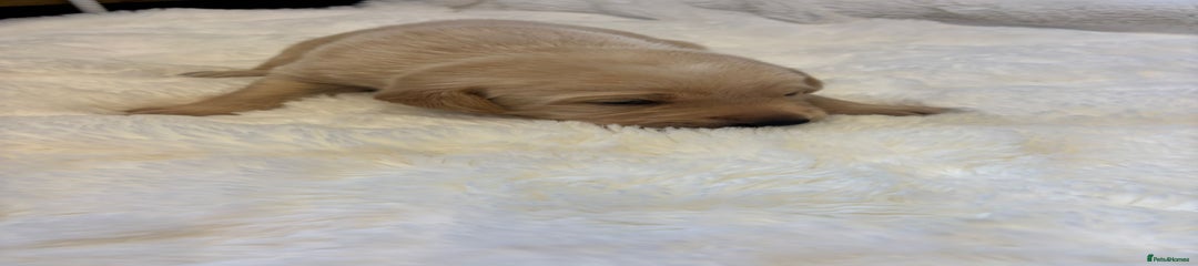 Labrador Retriever Puppy 2