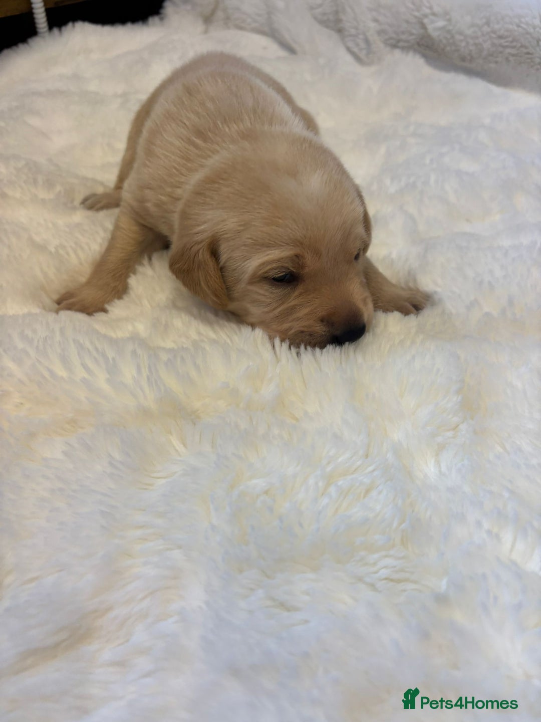Labrador Retriever dogs for sale: KC REGISTERED DNA TESTED LABRADOR PUPPIES - Image 13