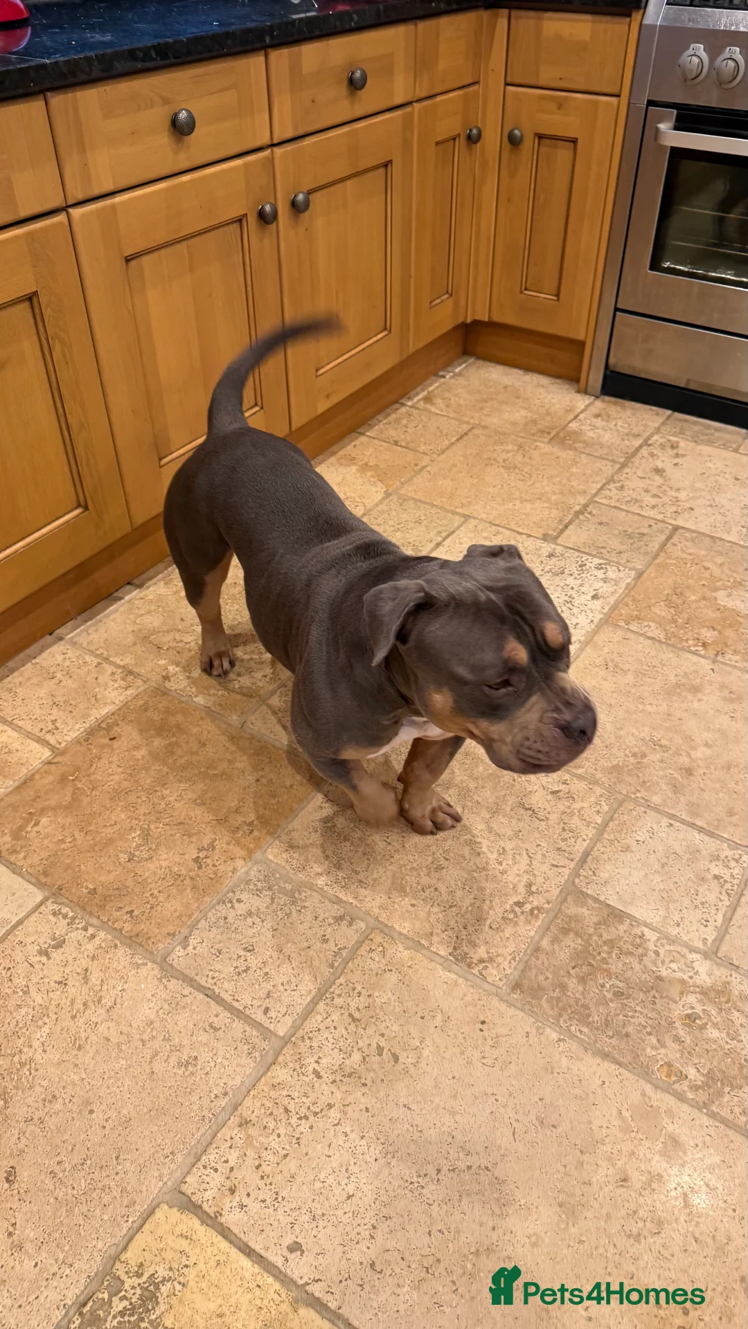 American Bully dogs for sale: Pocket Bully  - Advert 2