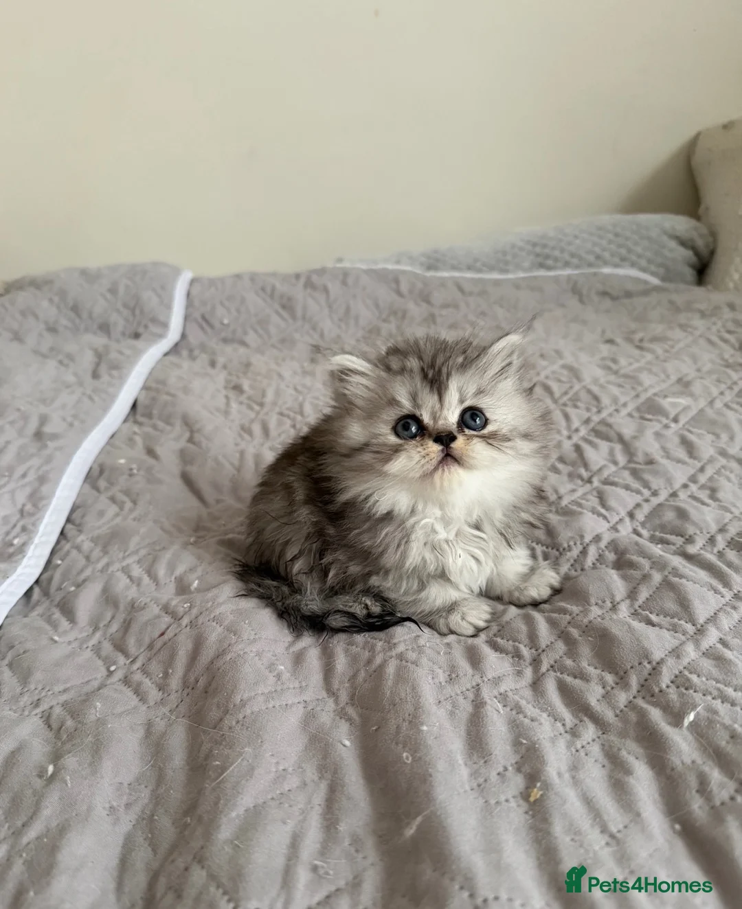 Persian cats for sale: Adorable fluffy Persian kittens for Sale - Advert 2
