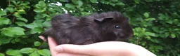 Guinea Pig rodents for sale: baby guinea pigs for sale - Advert 13