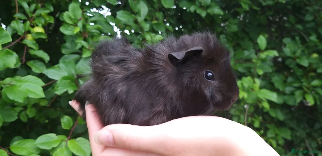 Guinea Pig rodents for sale: baby guinea pigs for sale - Advert 11