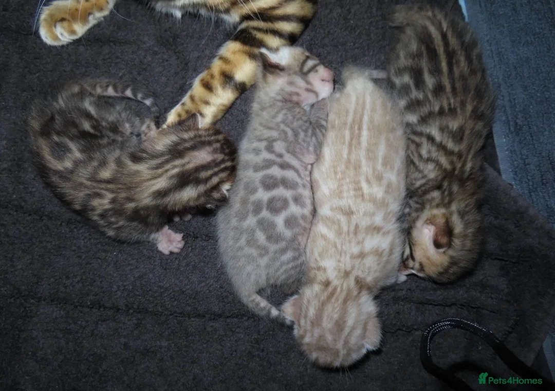 Bengal cats for sale: Stunning Stud - Advert 4