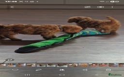 Cockapoo dogs for sale: Cockapoo - Image 13