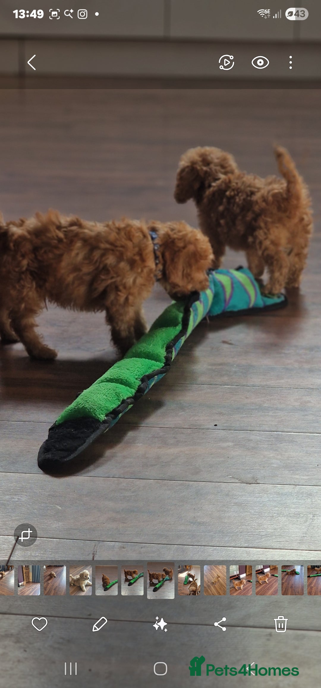 Cockapoo dogs for sale: Cockapoo - Image 13