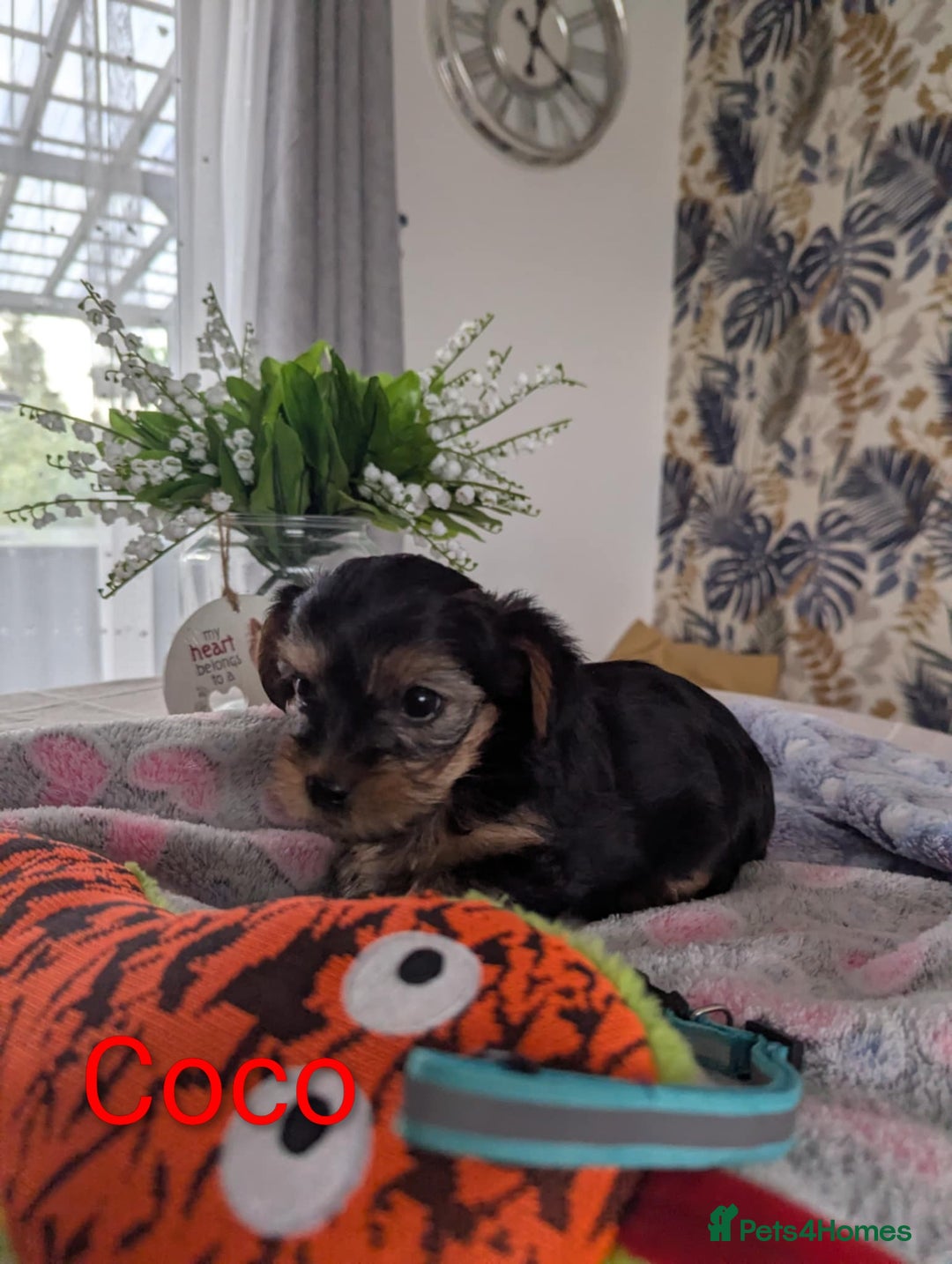 Yorkshire Terrier dogs for sale: Stunning yorkshire terriers for sale - Image 15