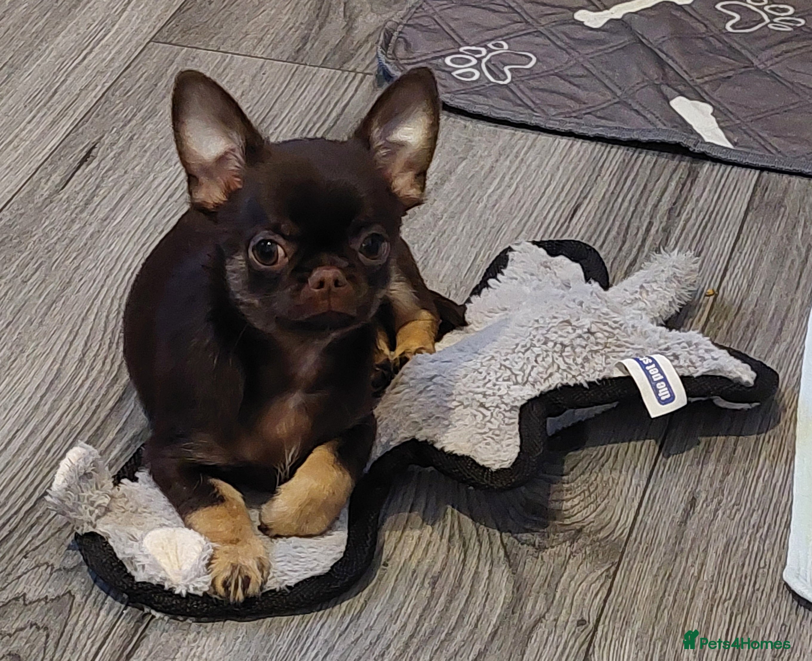 Chihuahua dogs Stunning Chihuahua boy - Advert 2