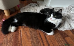 Mixed Breed cats for sale: 4 Beautiful Fluffy Kittens 3males & 1female 😻 - Image 14