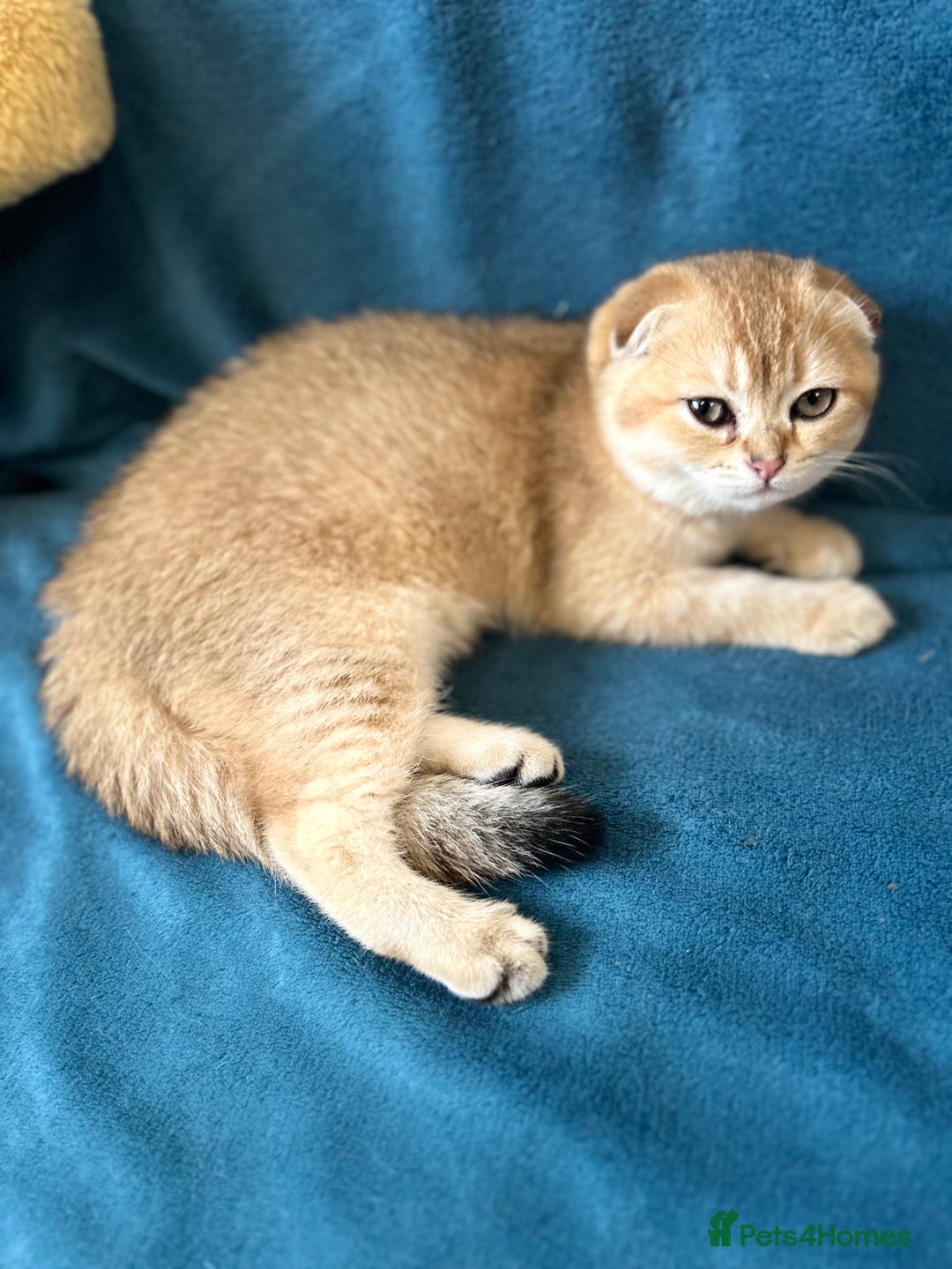Scottish Fold cats for sale: Gold Chinchilla Scottish fold baby’s  - Image 15