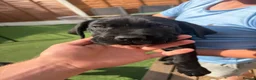 Cane Corso dogs for sale: Beautiful cane corso pups available  - Advert 22