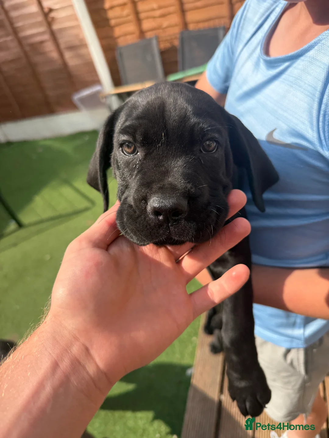 Cane Corso dogs for sale: Beautiful cane corso pups available  - Advert 22