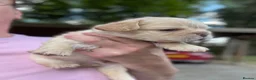 French Bulldog dogs for sale: BEAUTIFUL FLUFFY FRENCH BULLDOG PUPPIES - Advert 11