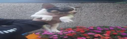 French Bulldog dogs for sale: 5 French bulldog puppies  in Boston - Advert 8