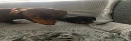 Miniature Dachshund dogs for sale: Beautiful Black and Tan miniature dachshund  - Advert 8