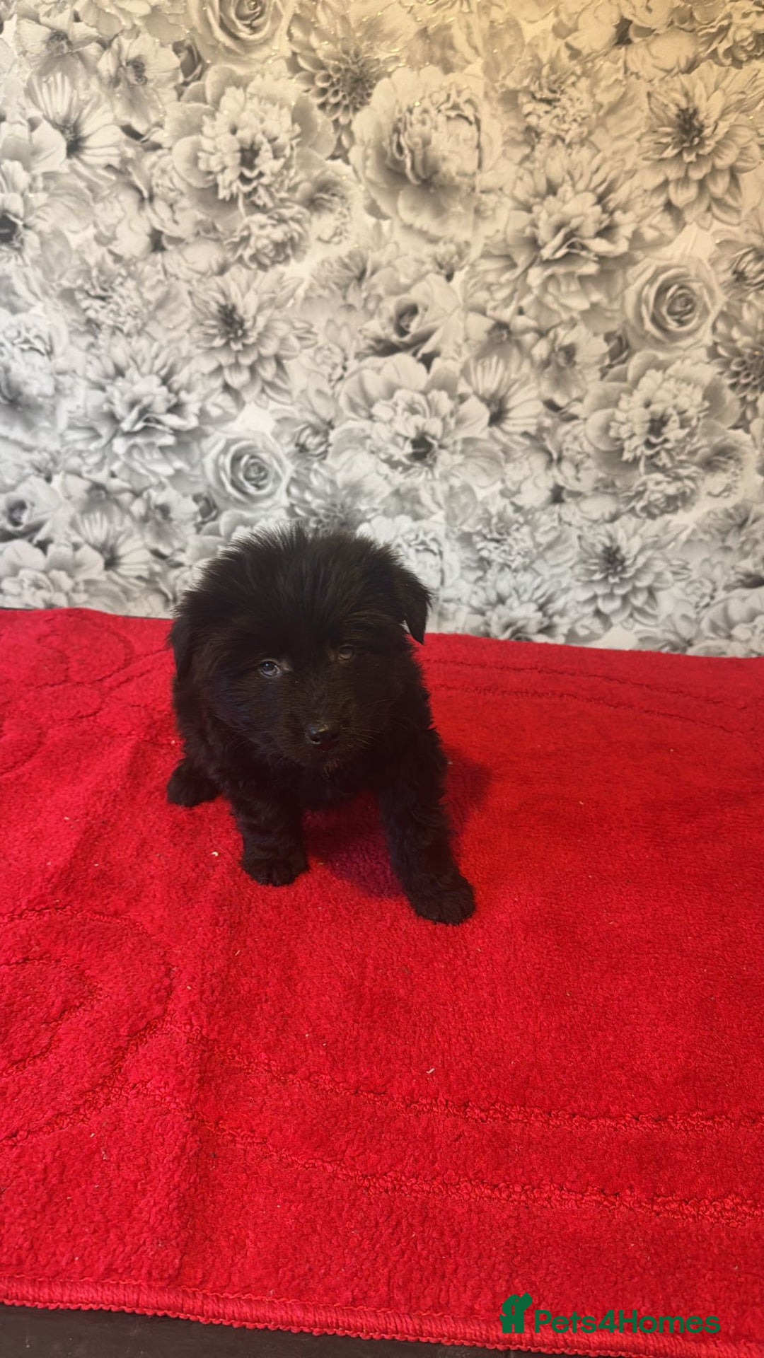 Mixed Breed dogs for sale: 6 beautiful cockapoo x terriers  - Advert 1