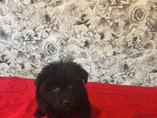 Mixed Breed dogs 6 beautiful cockapoo x terriers - Advert 1