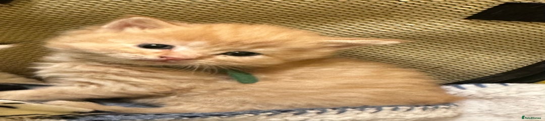 Maine Coon Kitten- boy 