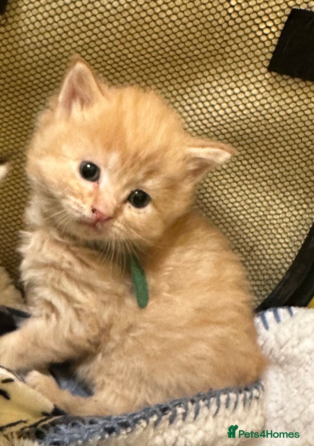 Maine Coon cats for sale: We have 4  sweet English Maine coon kittens❣️ - Advert 9