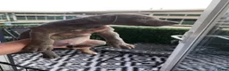 Mixed Breed dogs for sale: Bull lurchers  - Advert 10