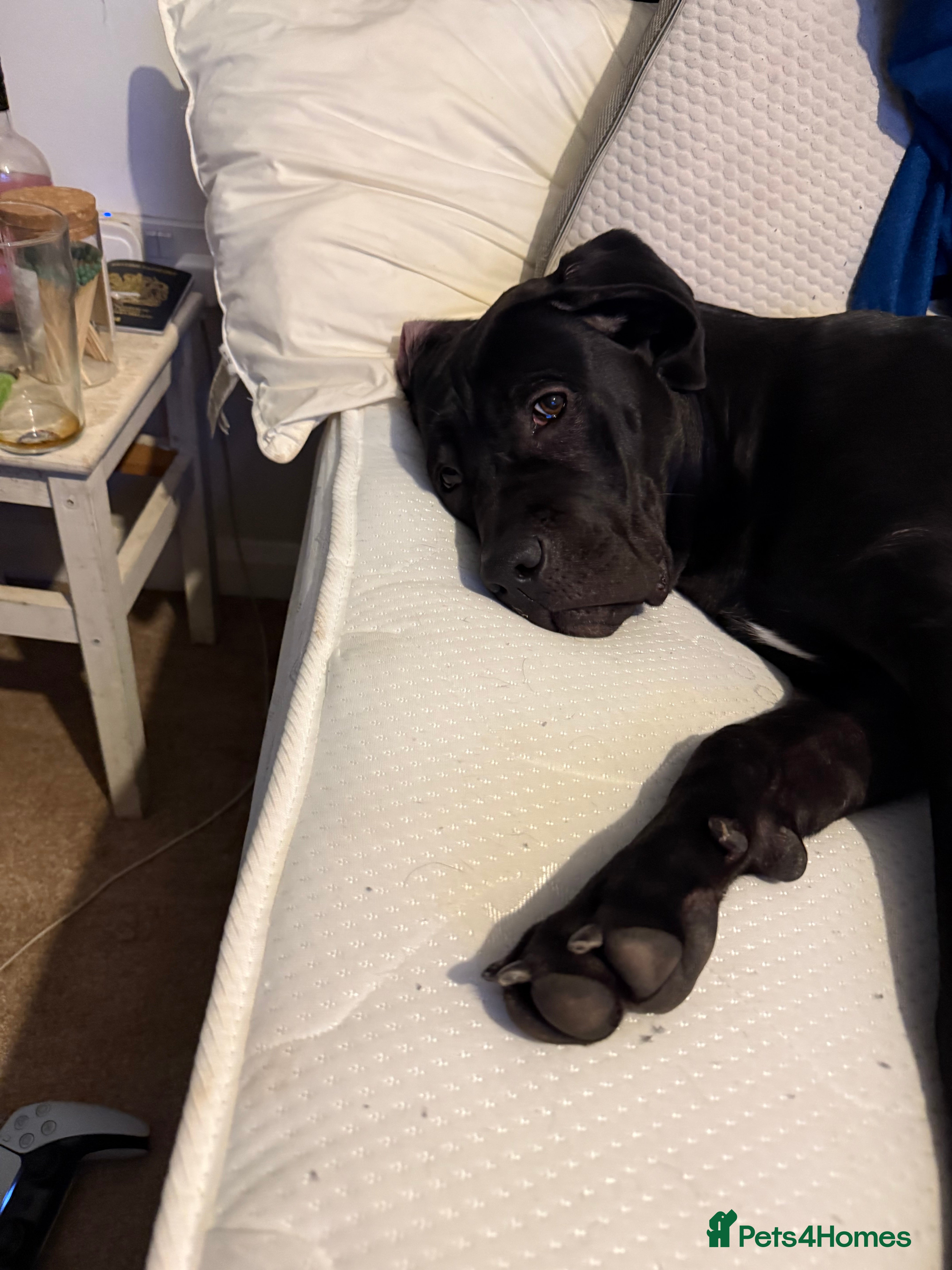 Cane Corso dogs Nova. - Advert 1
