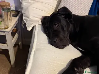 Cane Corso dogs Nova. - Advert 1