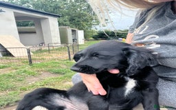 Mixed Breed dogs for sale: * Spangold Retrievers 2 beautiful boys left * - Image 3