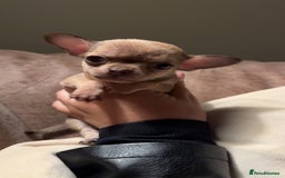 Chihuahua dogs for sale: Last little chihuahua boy - Image 1