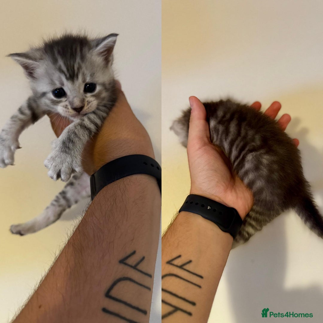 Mixed Breed cats for sale: 5 beautiful kitten looking for their forever homes - Image 2