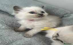 Ragdoll cats for sale: Ragdoll kittens - Image 2