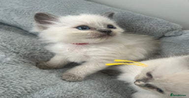 Ragdoll cats - Advert 10