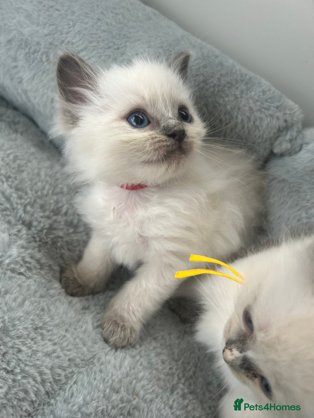 Ragdoll cats for sale: Ragdoll kittens - Image 2