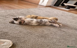 Mini Lop rabbits for sale: Two lop sisters  - Image 6