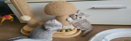 Scottish Fold cats for sale: Adorable Scottish fold kittens - Advert 16