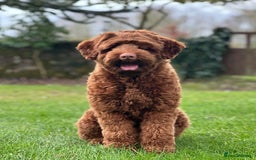 Australian Labradoodle dogs for sale: Superior Authentic Australian Labradoodle Puppies - Image 5