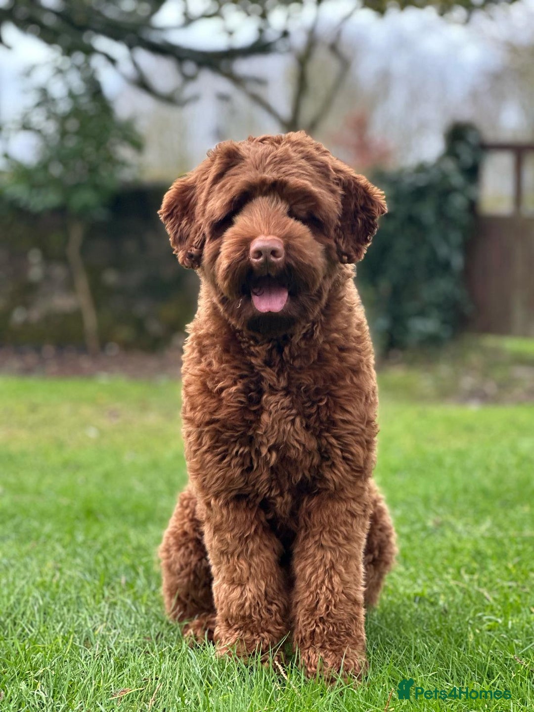Australian Labradoodle dogs for sale: Superior Authentic Australian Labradoodle Puppies - Image 5